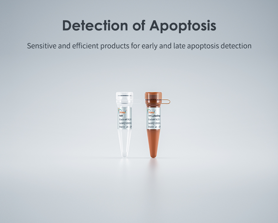 Detection of Apoptosis