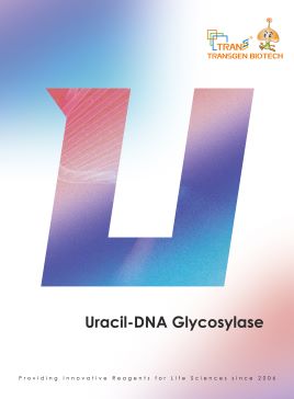Uracil-DNA Glycosylase