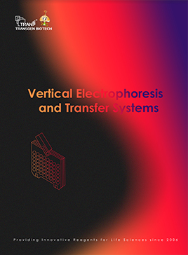 Transgen vertical electrophoresis system and transfer system