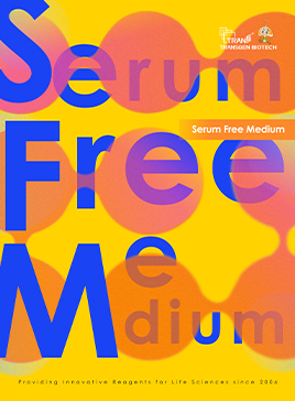 Serum Free Medium