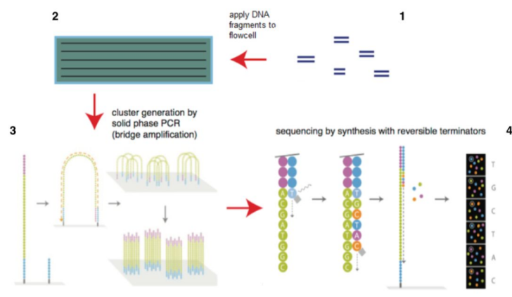 Source: Illumina Official Website